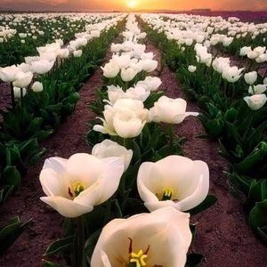 Meet your Posher, Ana